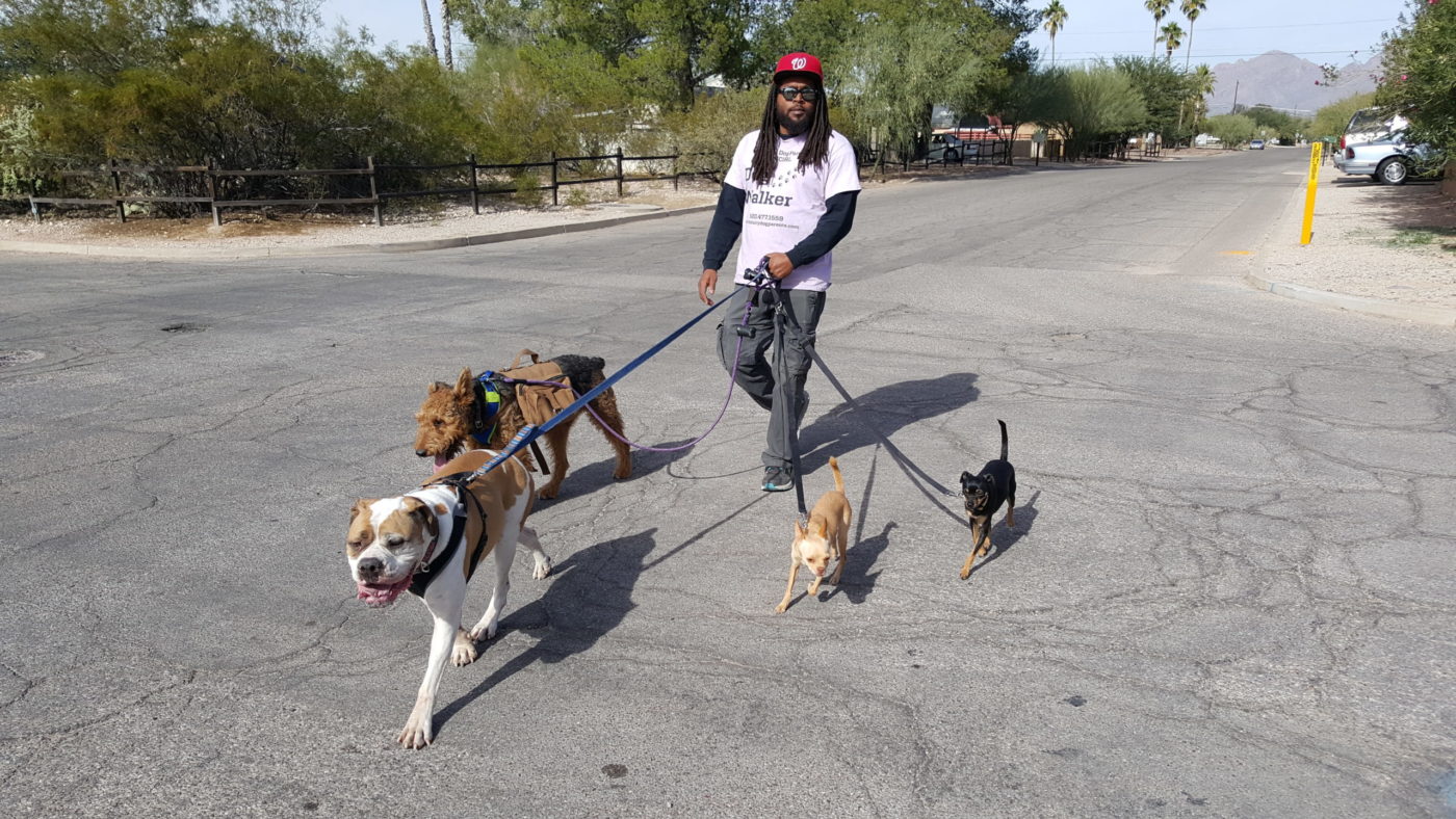 The-fairy-dog-parents-dog-walker-walking-4-dogs